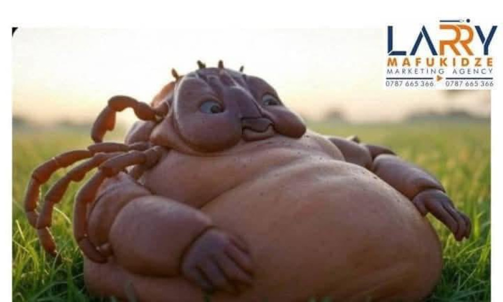 Congratulations, Meme Graduate!” – Larry Becomes Zimbabwe’s First Certified Expert in Useless Internet Culture