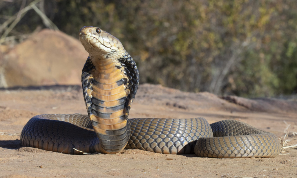 The 10 Most Dangerous Snakes in Southern Africa